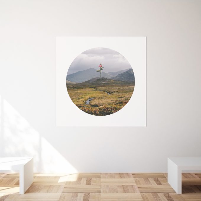 Print Malý princ - Růže